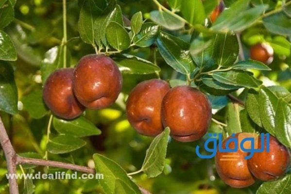 فوائد السدر