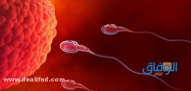 فوائد شرب الرجل منيه