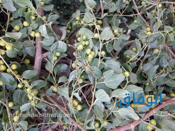أنواع السدر