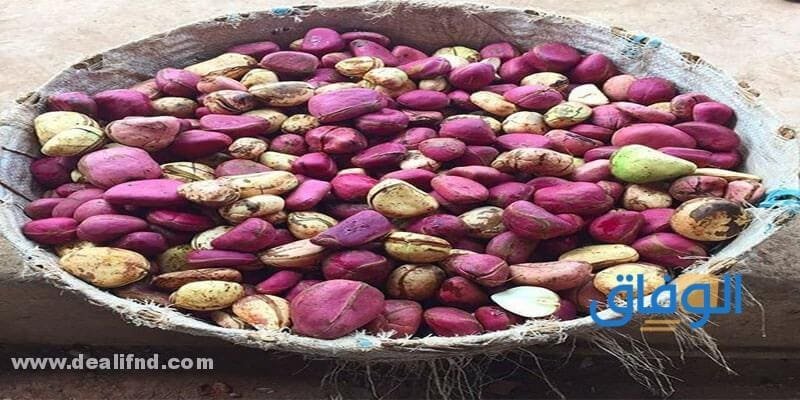 فوائد القورو