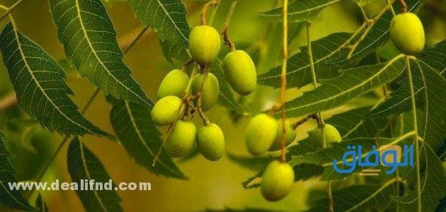 فوائد شجرة النيم فوائد شجرة النيم