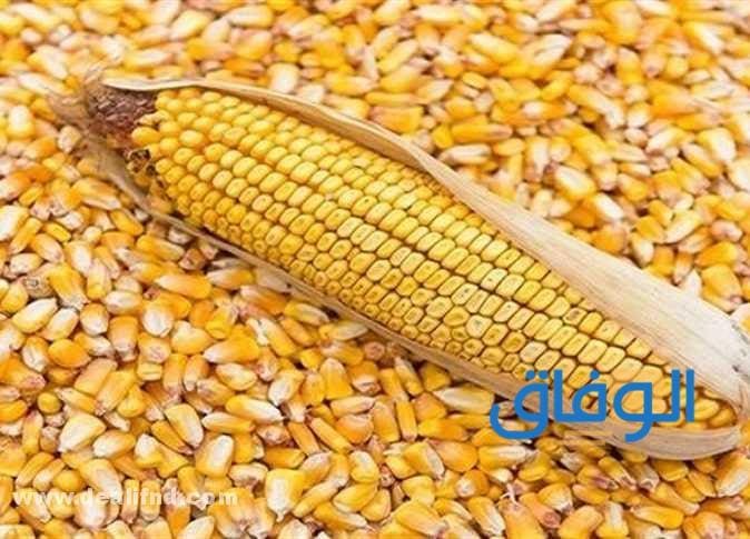 +30 فوائد الذرة الصفراء للجنس | للرجيم - للحامل - للقولون؟ فوائد الذرة