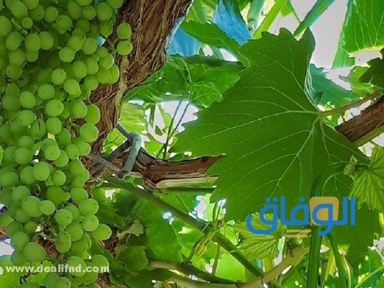 فوائد ورق العنب .. وما هي فوائد ورق العنب للرجال؟ فوائد ورق العنب