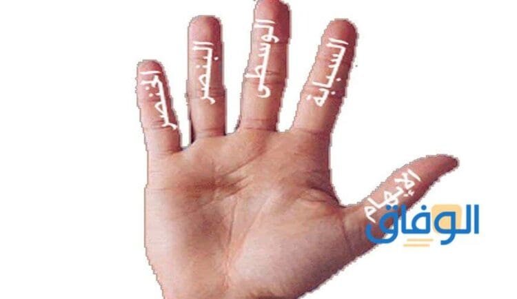 اسماء الاصابع