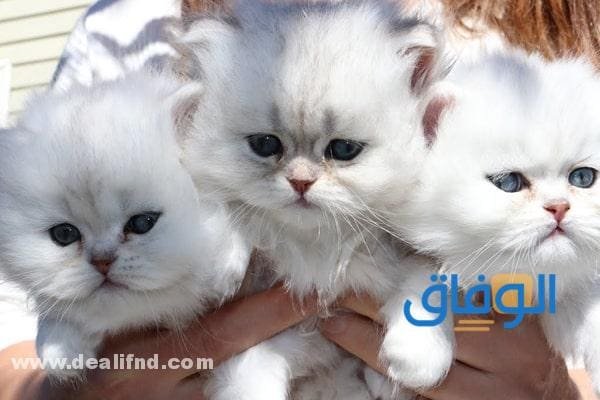 اسعار القطط في السعودية