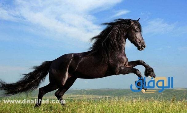 اسعار الخيول في السعودية