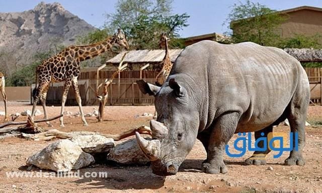 حديقة الحيوانات في العين