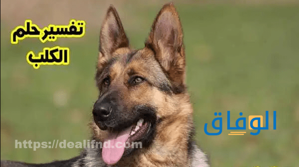 تفسير حلم الكلب تفسير حلم الكلب