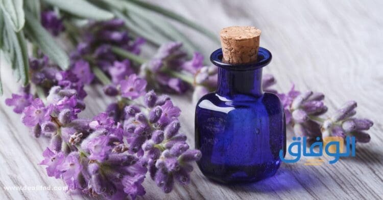 فوائد زيت اللافندر للشعر