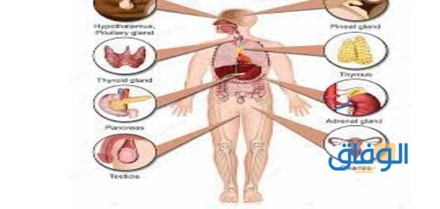 تعرف على أنواع الغدد في الجسم ووظائفها