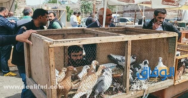 سوق الحيوانات الشارقة