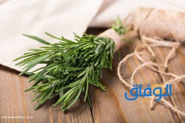 فوائد إكليل الجبل للشعر