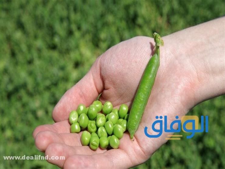 فوائد البازلاء