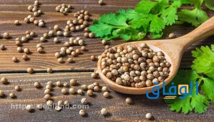 فوائد الكزبرة الناشفة أهم 20 فائدة للجسم