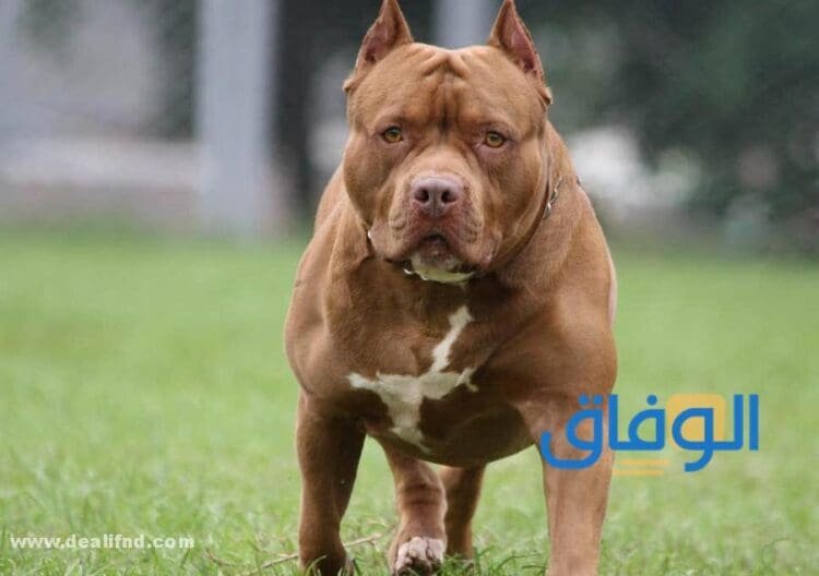 حلم الكلاب في المنام