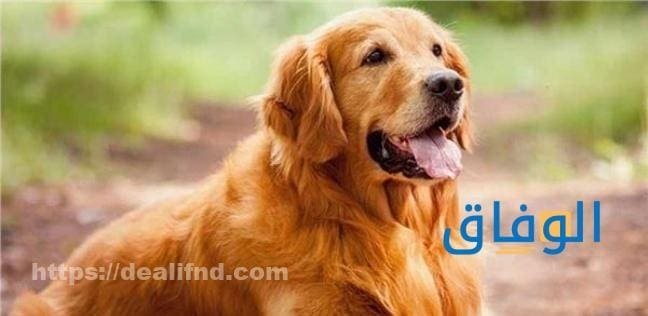 رؤية الكلب في المنام أشهر 10 تفسيرات لحلم الكلب رؤية الكلب في المنام