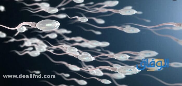 الأطعمة المدرة للمني