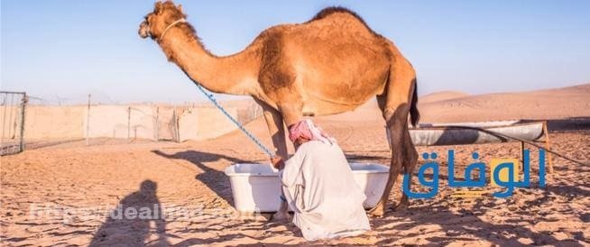 فوائد حليب الإبل تعرف على أبرز 10 فوائد