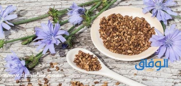 فوائد الهندباء : للبشرة وطرق استخدمه فوائد الهندباء