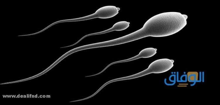 الأطعمة المدرة للمني الأطعمة المدرة للمني