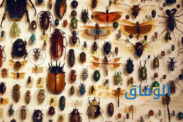 تفسير حلم الحشرات أكثر من 10 دلالات ورموز