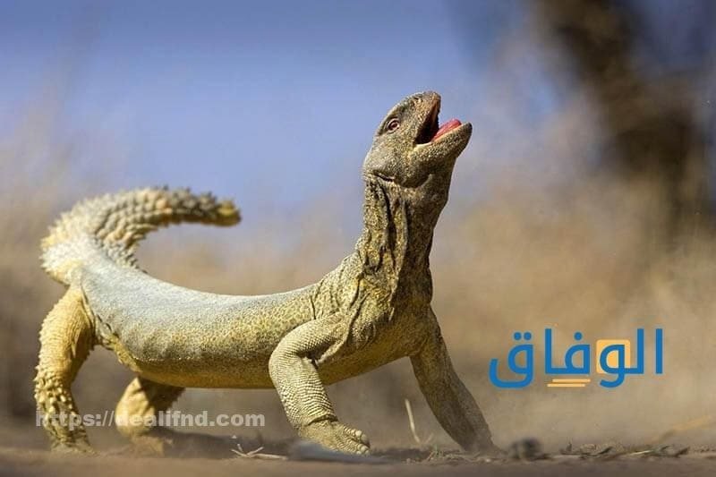 تفسير حلم الضب
