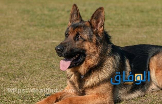 رؤية الكلب في المنام أشهر 10 تفسيرات لحلم الكلب ما تفسير رؤية الكلب المريض في المنام؟