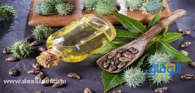 فوائد زيت الخروع للبطن: ما حقيقتها؟