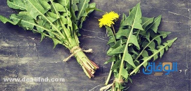 فوائد الهندباء : للبشرة وطرق استخدمه فوائد الهندباء