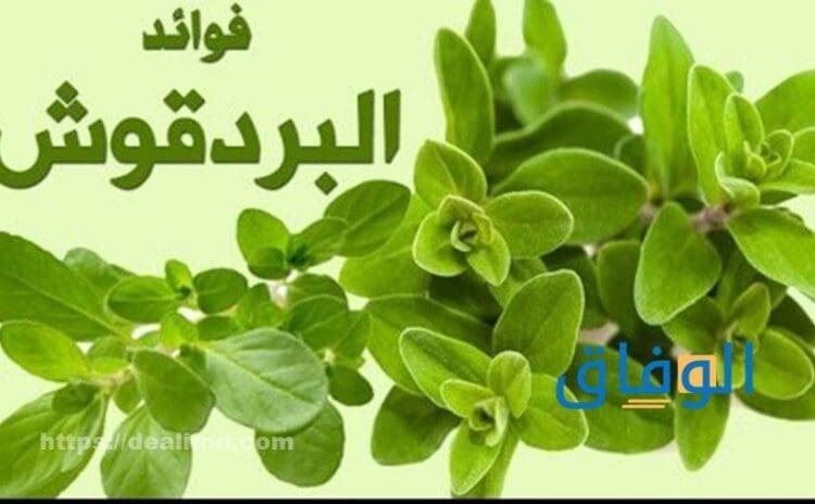 فوائد البردقوش للرجال | والنساء لصحة الجسم والبشرة