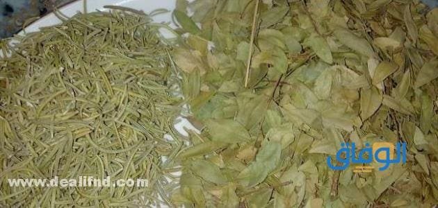 تجربتي مع السدر للشعر؟ فوائد السدر للشعر