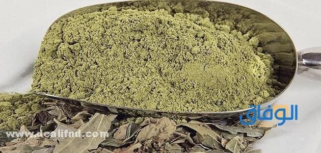 تجربتي مع السدر للشعر؟ فوائد السدر للشعر