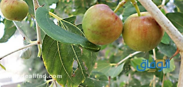 تجربتي مع السدر للشعر؟ فوائد السدر للشعر