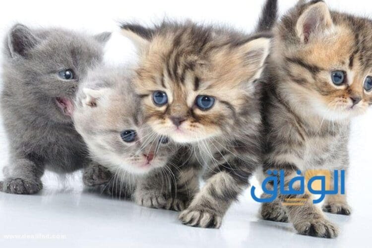 تفسير حلم القطط الكثيرة