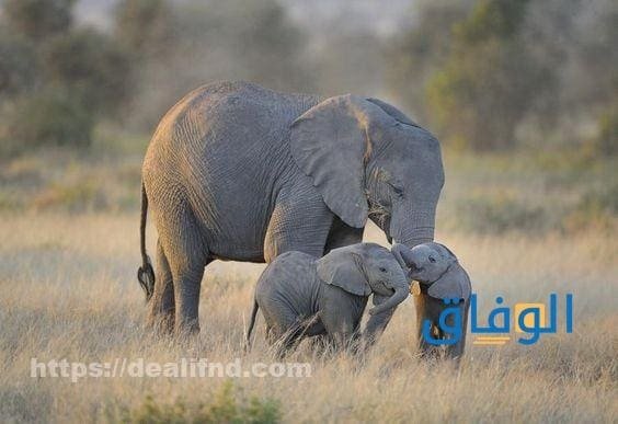  تفسير حلم الفيل الرمادي الكبير