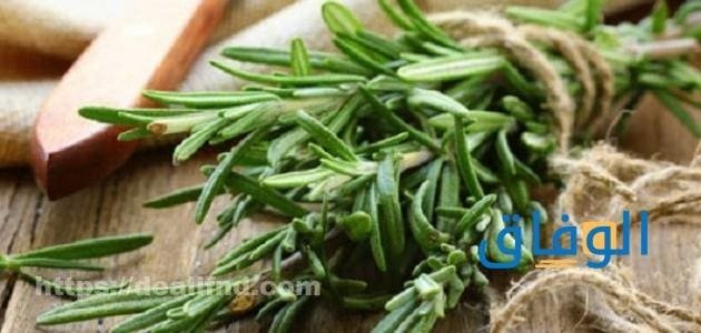 علاج صديد البول بالأعشاب أكثر من 5 أعشاب