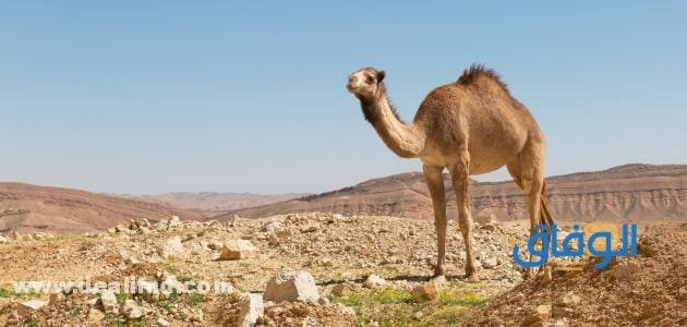 تفسير حلم الجمل يلاحقني للرجل والمرأة