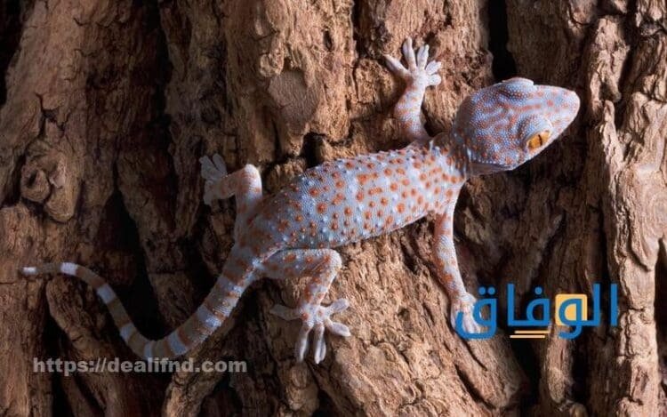 رؤية الوزغ في المنام 10 تفسيرات ودلالات هروب الوزغ في المنام