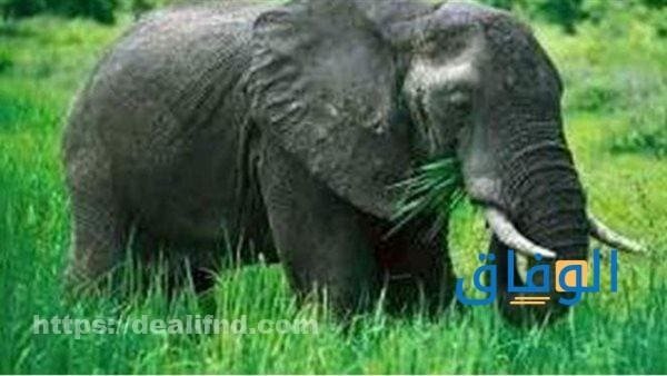 رؤية الفيل في المنام