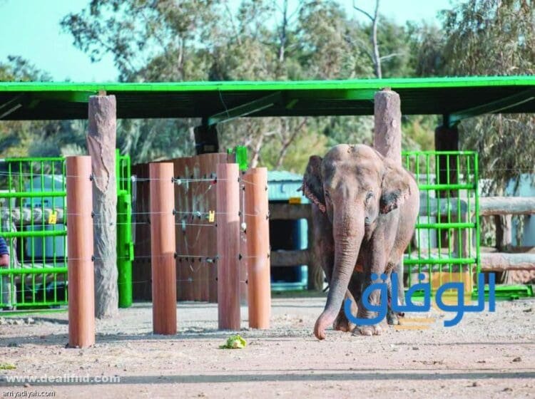 (حديقة حيوانات جدة) بالصور حديقة حيوانات جدة