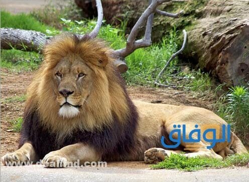 (حديقة حيوانات جدة) بالصور حديقة حيوانات جدة