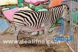 (حديقة حيوانات جدة) بالصور حديقة حيوانات جدة