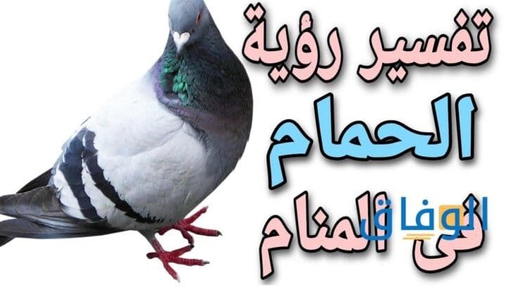 رؤية الحمام في المنام أشهر 09 تفسيرات مهمة