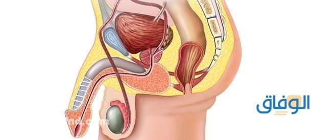أعراض سرطان البروستاتا أعراض سرطان البروستاتا