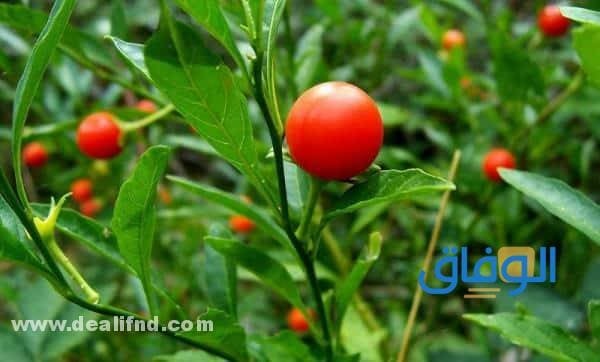 تجربتي مع عشبة الاشوجندا
