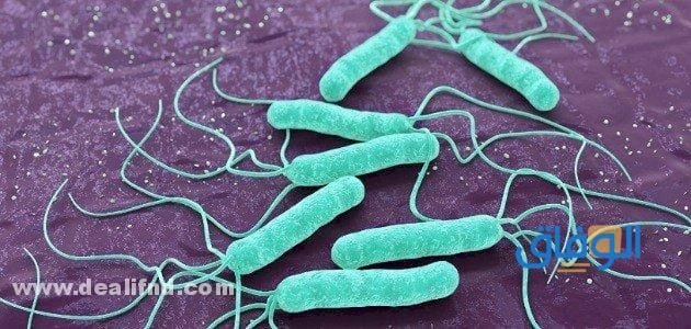 متى تموت جرثومة المعدة