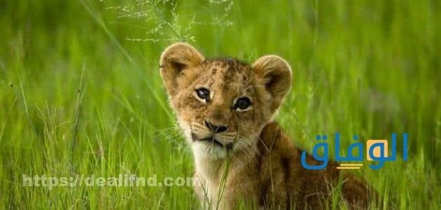 رؤية الأسد في المنام أشهر 9 تفسيرات ما تفسير رؤية اسد صغير؟