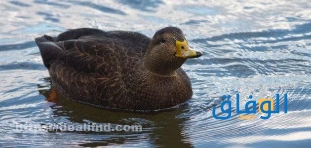 رؤية البط في المنام 7 تفسيرات ودلالات ما تفسير البط الأسود في المنام ؟