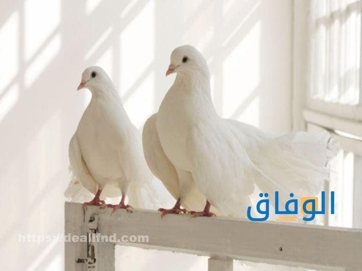 رؤية الحمام في المنام أشهر 09 تفسيرات مهمة رؤية الحمام في المنام