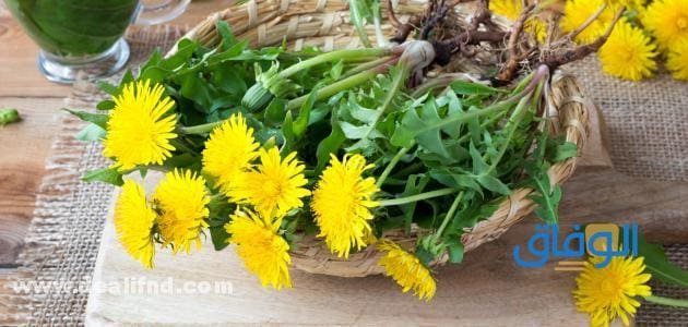 فوائد الهندباء : للبشرة وطرق استخدمه فوائد الهندباء